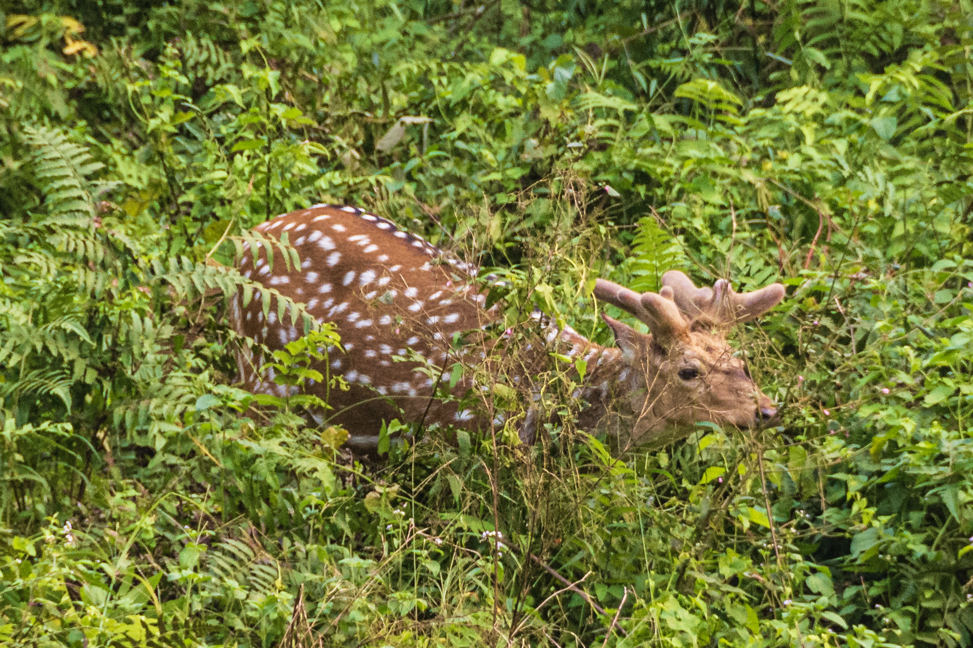 Chitwan Jeep Safari